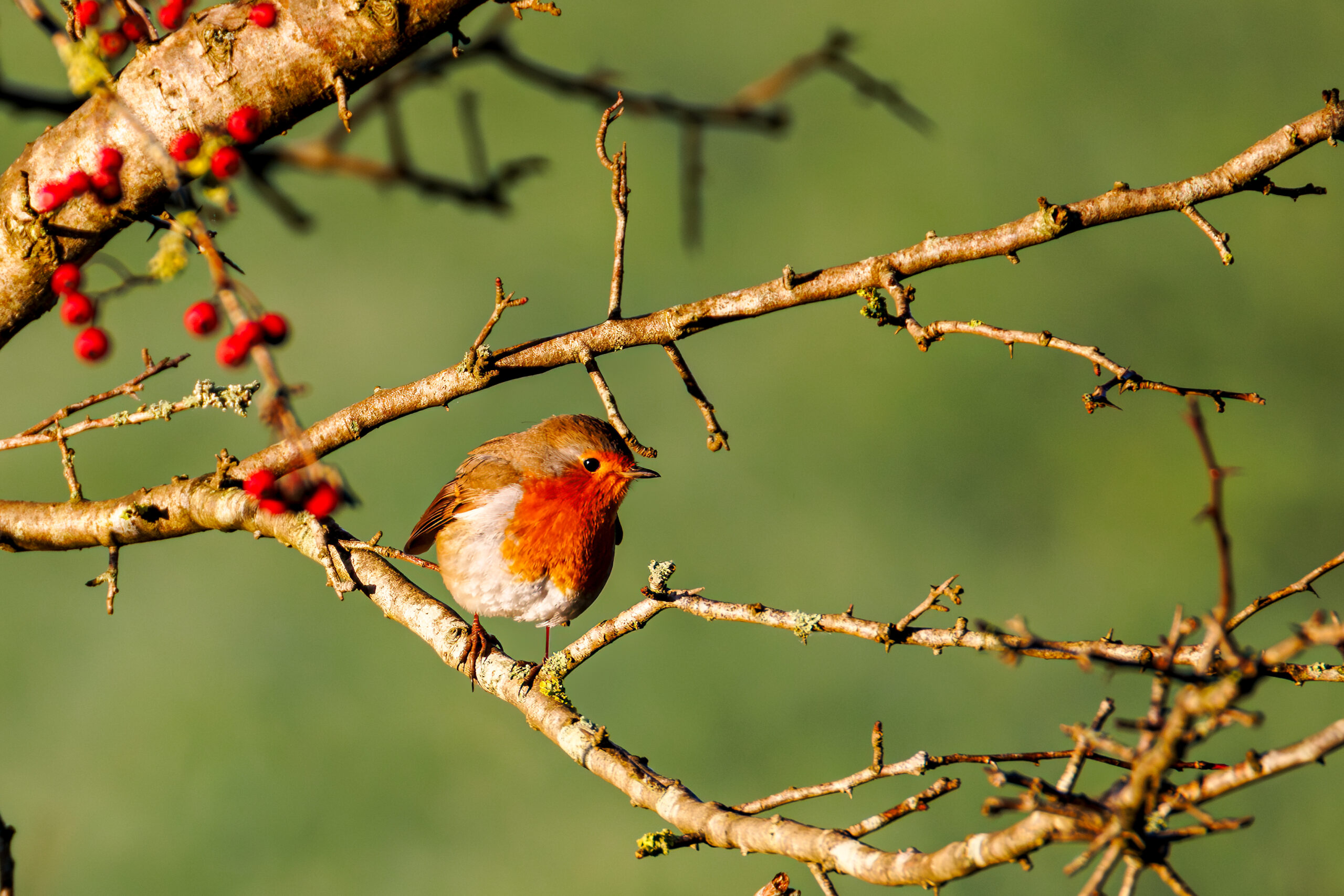 A robin perched in a hawthorn bush with red berries in winter.