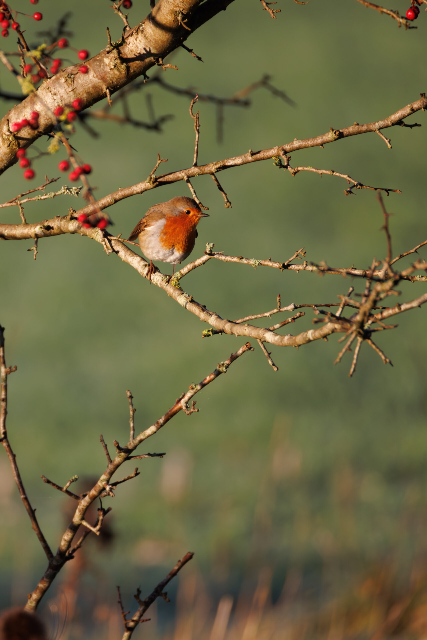 Portrait-oriented view of a robin in a hawthorn bush with winter berries.