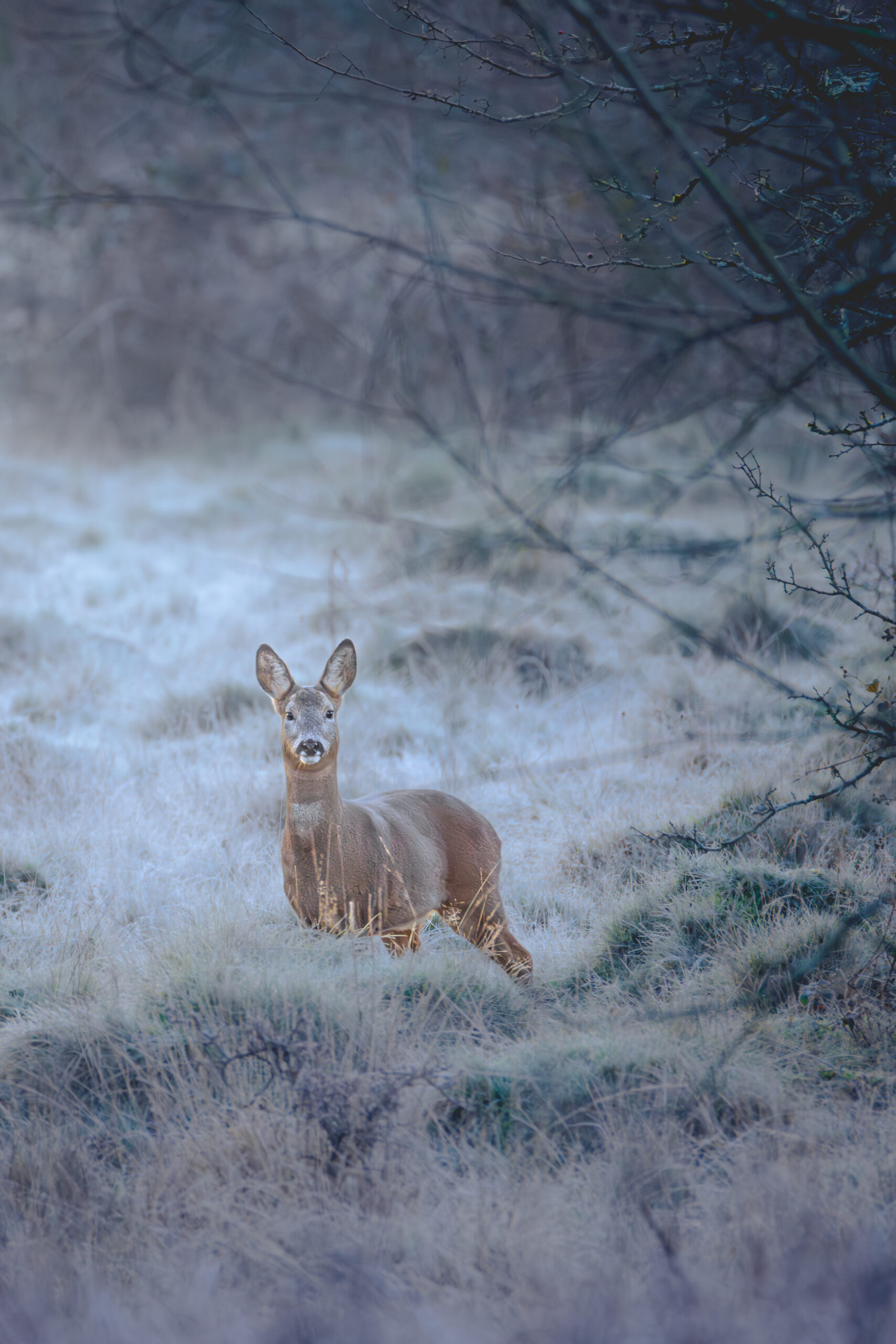 Solitary roe deer feeding in winter meadows, early morning light, Ashford Hill.