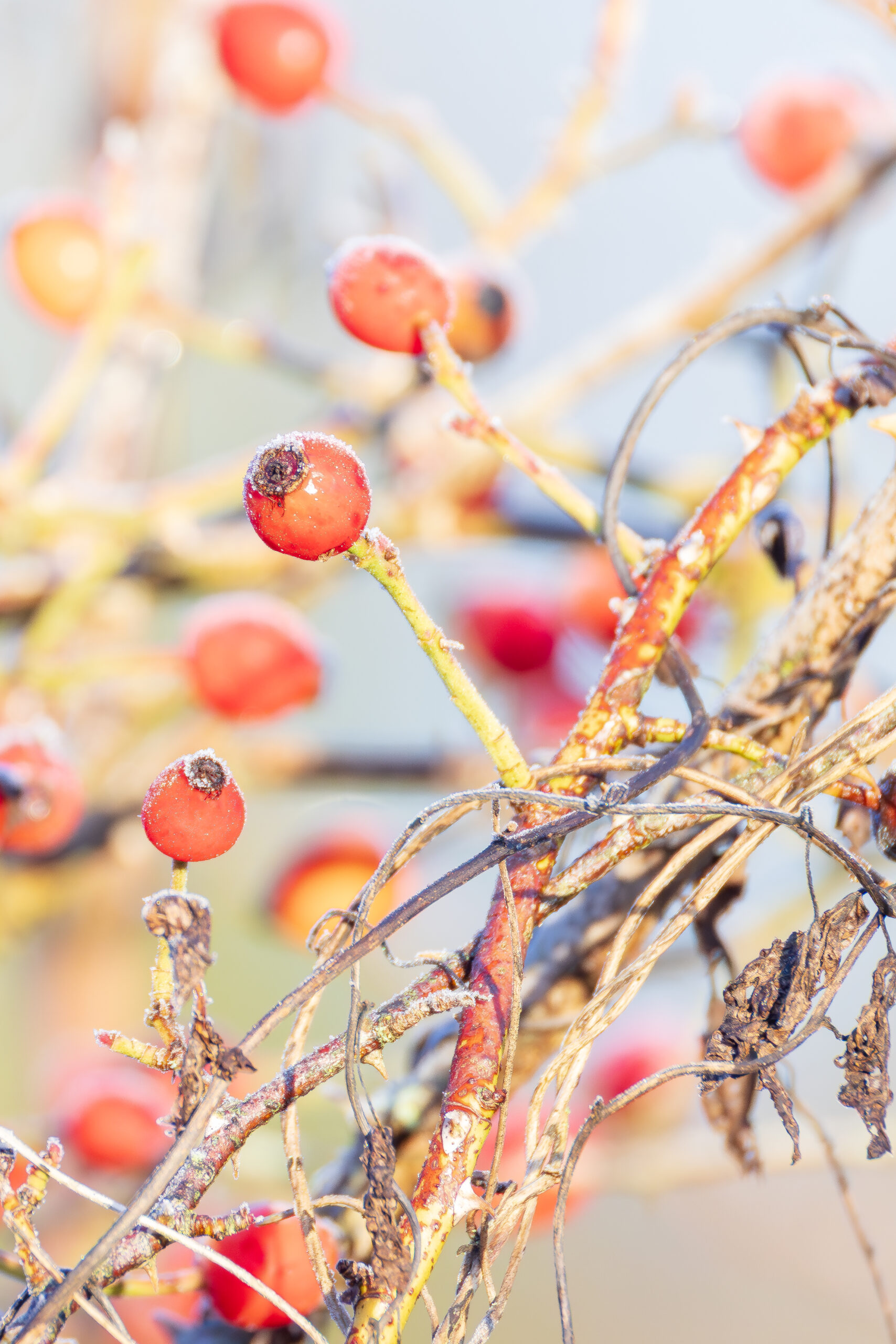 Portrait-oriented close-up of frosted hawthorn branches with red berries in winter.