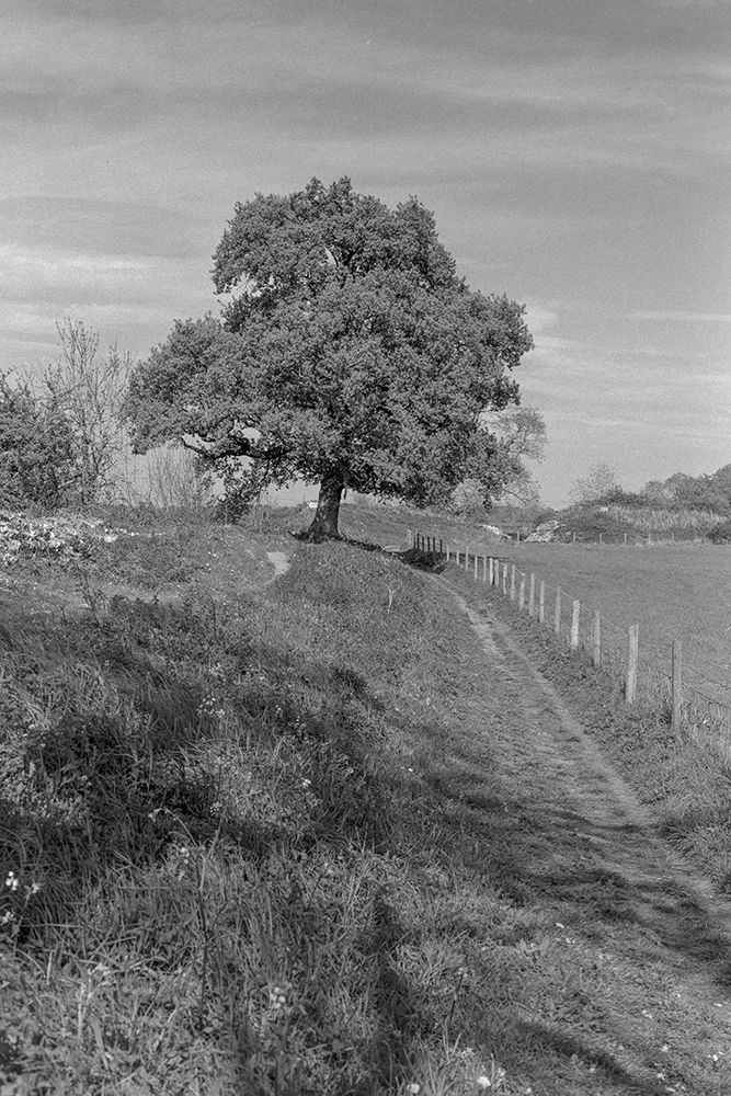 fomapan 400 review image of roman wall