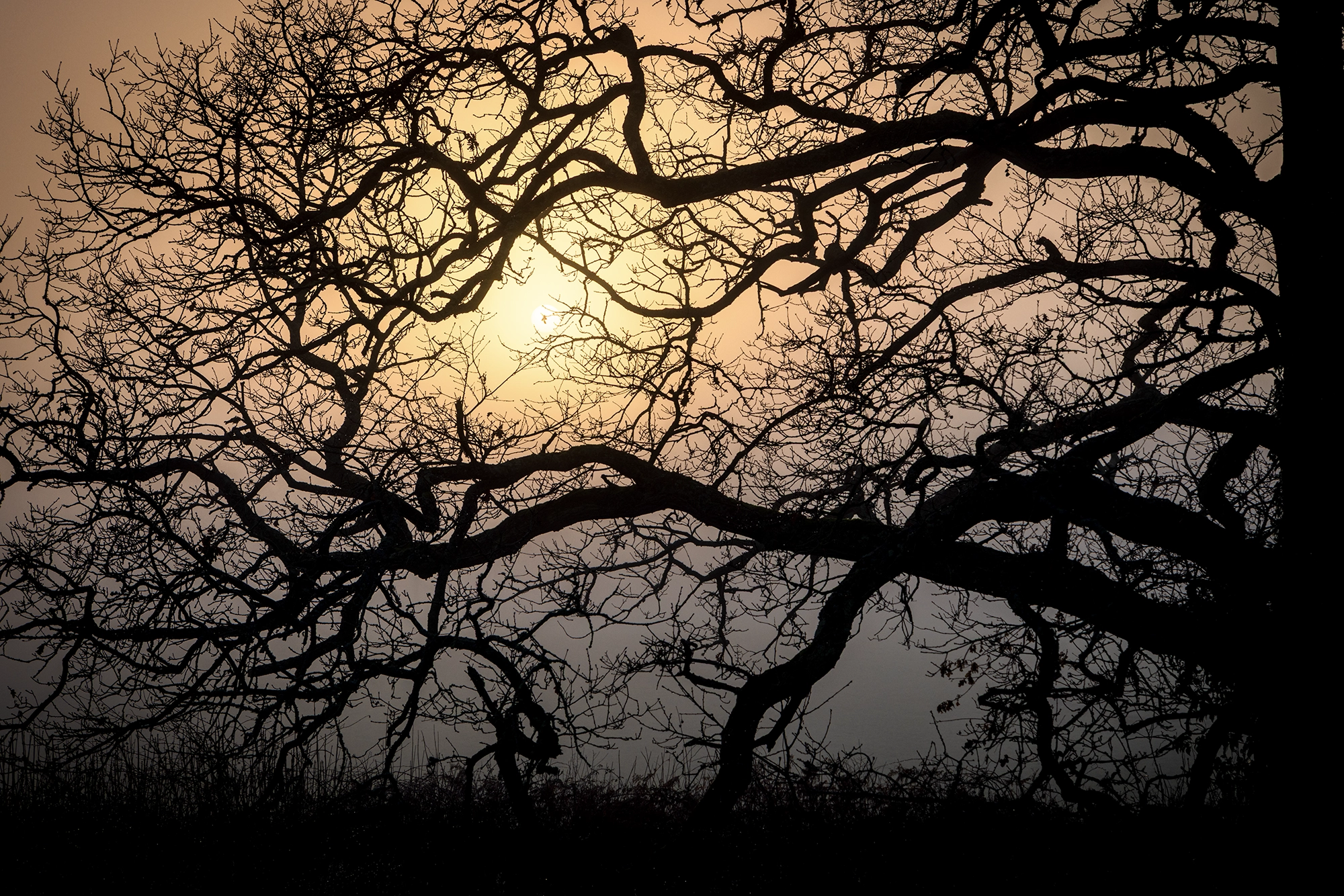 Misty sunrise light filtering through bare trees near Silchester, North Hampshire