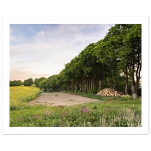 Late Summer Beneath the Beeches – Fine Art Poster