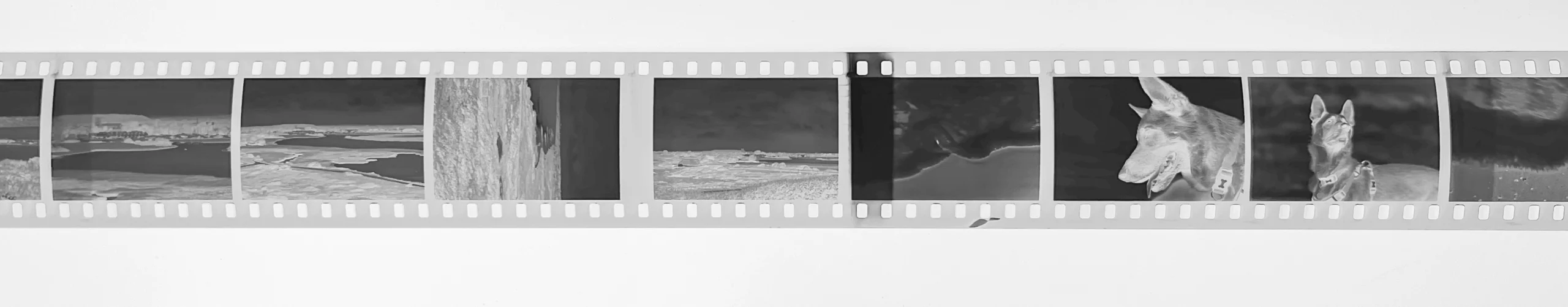 earl grey negative sample1