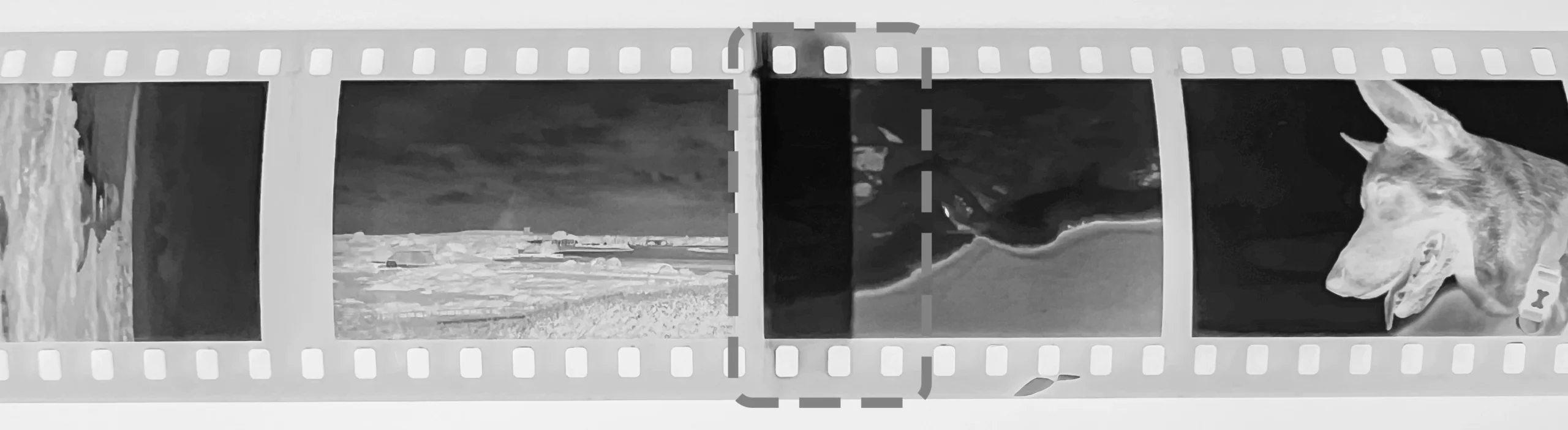earl grey negative sample2